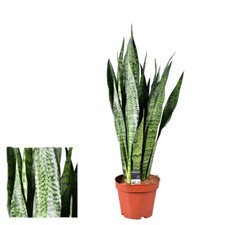 Bogenhanf Sansevieria zeylanica bessere Raumluft Zimmerpflanze Grünpflanze