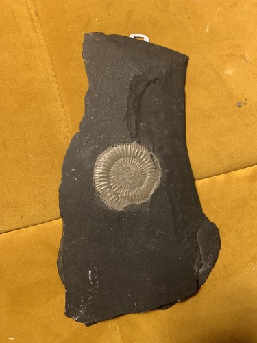 Dactylioceras platte mit - dactylioceras,