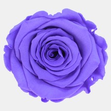 Infinity Rose XL Ø6-7cm konserviert stabilisiert haltbar Rosenkopf ewige Blüte