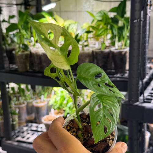 Monstera adansonii japanese