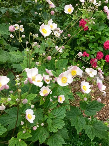Japanische anemone - japanische,
