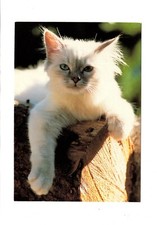AK Ansichtskarte Niedliche Katze / Kätzchen / Kitten / Heilige Birma