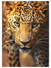 Wallario Teppich Fußmatte ab 50x70cm -Motiv Leopard Nahaufnahme beim Laufen Tier