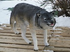 Wolf lebensgroß Garten Skulptur Wolf Figur Deko 125 x 68 x 27 cm
