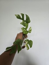 Rhaphidophora Tetrasperma Thai