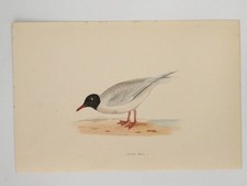 Kleine Möwe britischer Vogel