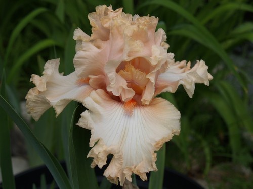 Schwertlilie iris sweet - ",