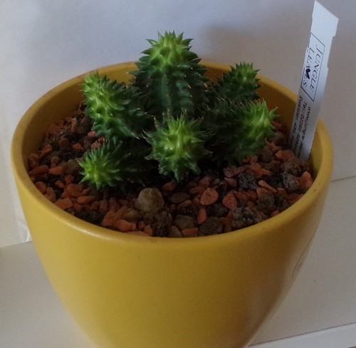 Hübsche kleine euphorbia - hübsche,