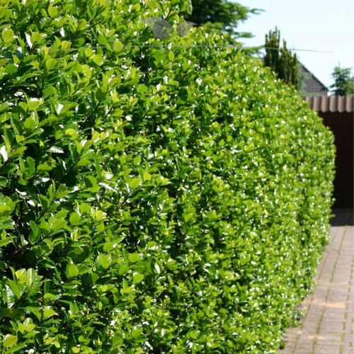 Stechpalme ilex blue prince - ilex,