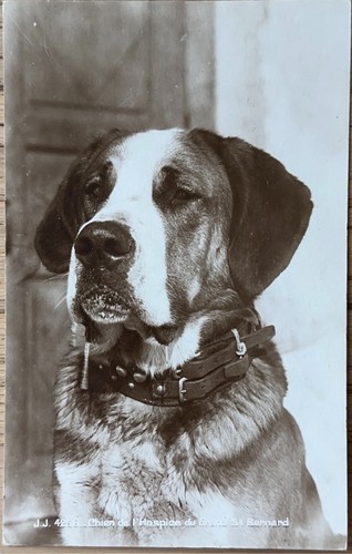 Foto bernhardiner hund aus - bernhardiner,