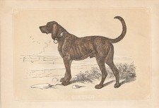 Mastiff  Hunderassen Hunde
