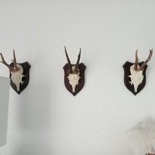 Kapitale Rehbock Geweihe 4