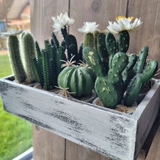 8 x Kakteen Kaktus Kunstblume