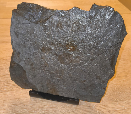 Ammoniten fossilien - fossilien, –