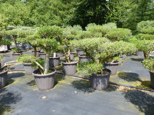 Olivenbaum olea europaea - olivenbaum,