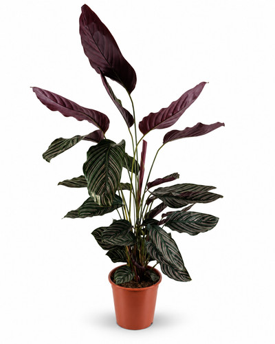 Calathea ornata pinstripe - calathea, ca