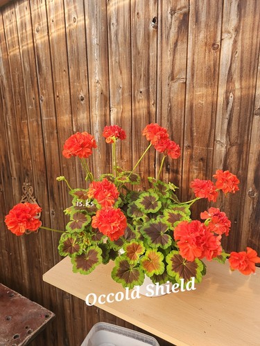 Pelargonie geranie - pelargonie,