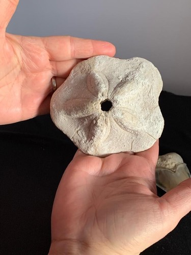 Clypeaster fossil meereskeks - fossil,