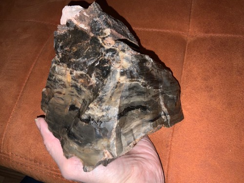 6kg versteinerte holz - versteinerte,
