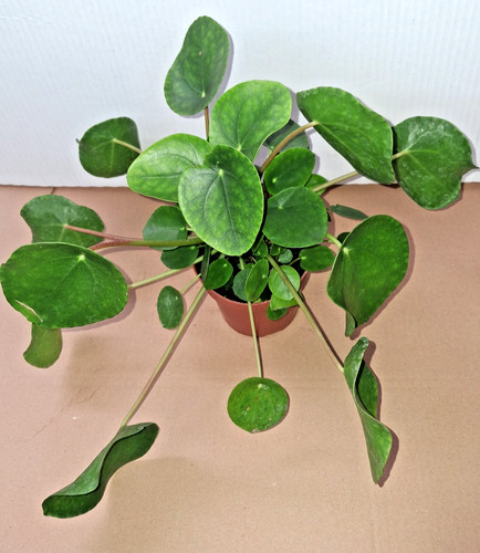 Ufopflanze pilea peperomioides - pilea,