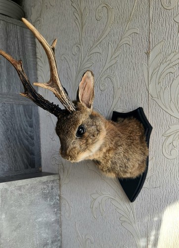 Jackalope rabbit mount - rabbit,
