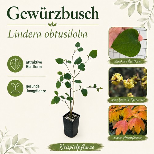 Gewürzbusch lindera - gewürzbusch,