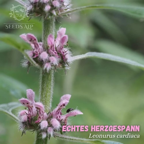 Echtes herzgespann 1000 samen - echtes,