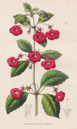 Achimenes rosea jamaica flower - rosea,
