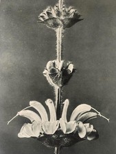 1929 Karl Blossfeldt Druck -