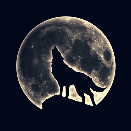 Wolf bei vollmond - bei,