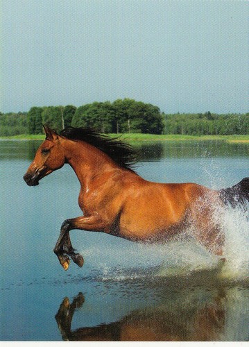 Arabian horse araber - ,