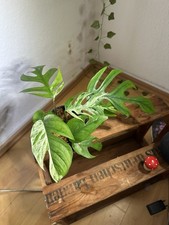 Epipremnum Pinnatum Albo