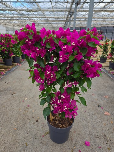 Bougainvillea pflanze - bougainvillea,