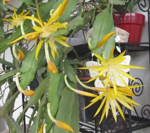 Epiphyllum frühlingsgold - ,