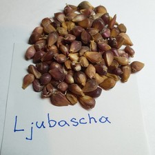 3 x 100 Stk. Knoblauch-Brutzwiebeln ,  Samen  Sorte  Ljubascha, Lydia und Perle
