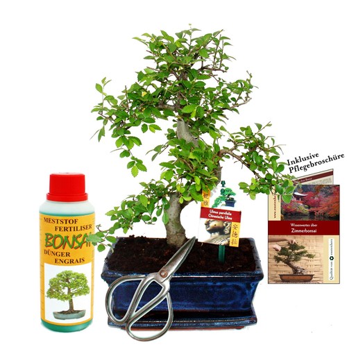 Geschenkset bonsai ulmus - bonsai, "ulmus"