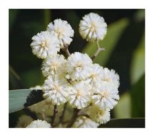 25x Acacia melanoxylon Schwarzholz Akazie Pflanzen - Samen B504