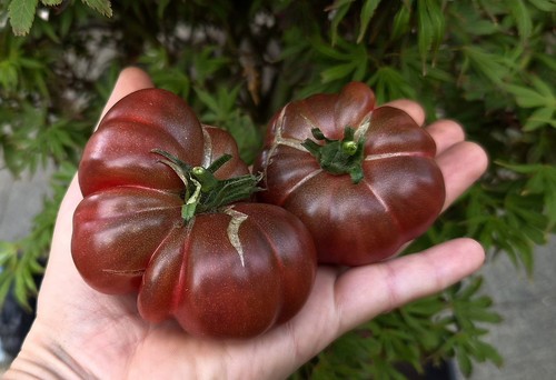 Purple calabash tomaten samen - purple,