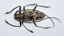 Cerambycidae, Batocera gerstaeckeri, male, A1, 45 mm, Peleng, #CB388