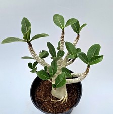 Sehr schöne Adenium Baobab