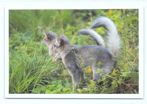 Postkarte katze - ak,