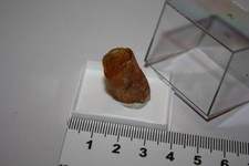 Kopal (Copal) San Diego Suarez