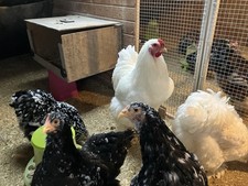 10 Bruteier Große Brahma