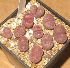 1x Lithops otzeniana cv Cesky