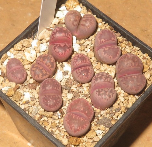 Lithops otzeniana cesky - 1x, cv
