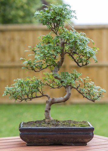 Samen der pfefferbaum zimmer - samen,