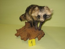 Ausgestopfter Marderhund