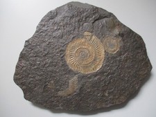 Ammonit auf Schiefer
