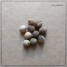 10 x Palmensamen Licuala spinosa (Mangroven-Strahlenpalme)