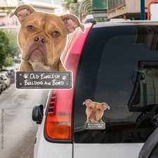 Old English Bulldog an Bord